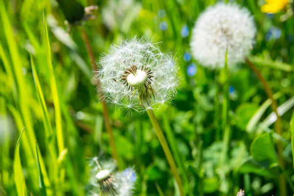 Ryssland Sankt Petersburg Vacker Vit Maskros Blomma Grön Gräs Bakgrund — Stockfoto