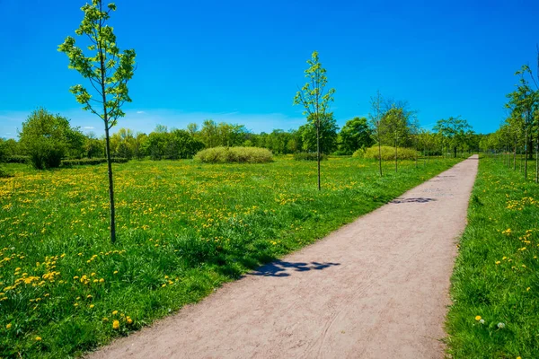 Ryssland Sankt Petersburg Utsikt Över Det Vackra Sommarlandskapet Parken — Stockfoto