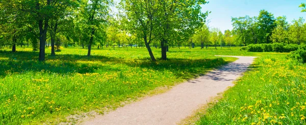 Rússia São Petersburgo Vista Bela Paisagem Verão Parque — Fotografia de Stock