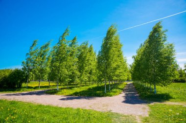 Rusya, Saint Petersburg: huş ağaçlarıyla dolu bir parkta güzel bir yaz manzarası.