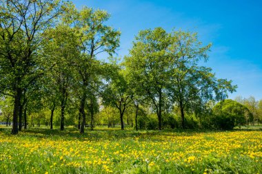 Rusya, Saint Petersburg: Park 'taki güzel yaz manzarası
