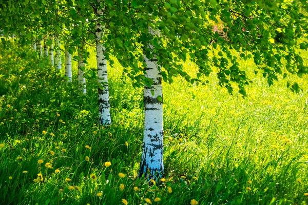 俄罗斯 圣彼得堡 在一个有桦树的公园里观赏美丽的夏季风景 — 图库照片
