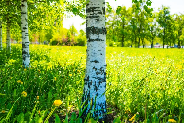 Rosja Sankt Petersburg Widok Pięknego Letniego Krajobrazu Parku Brzozami — Zdjęcie stockowe