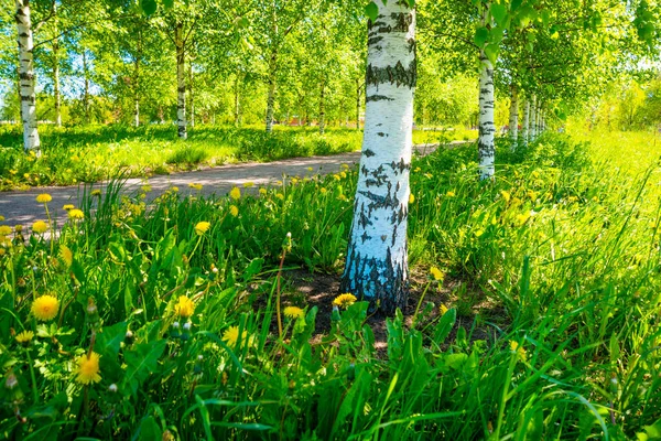 Rosja Sankt Petersburg Widok Pięknego Letniego Krajobrazu Parku Brzozami — Zdjęcie stockowe