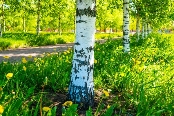 Rusya Saint Petersburg Huş Ağaçlarıyla Dolu Bir Parkta Güzel Bir — Stok fotoğraf