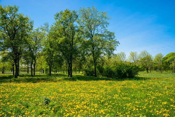 Rosja Petersburg Widok Piękny Letni Krajobraz Parku — Zdjęcie stockowe