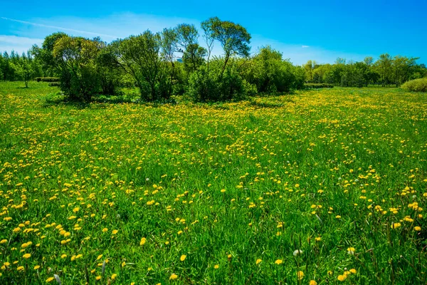 Rússia São Petersburgo Vista Bela Paisagem Verão Parque — Fotografia de Stock