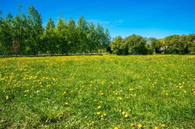 Rusya, Saint Petersburg: Park 'taki güzel yaz manzarası