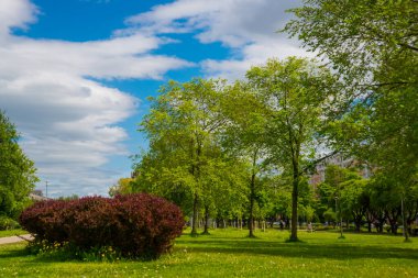 Rusya, Saint Petersburg: Park 'taki güzel yaz manzarası