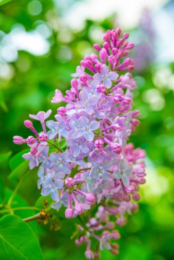 Bahar leylağı çiçekli dal. Rusya, Saint Petersburg