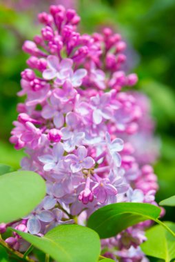 Bahar leylağı çiçekli dal. Rusya, Saint Petersburg