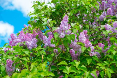 Bahar leylağı çiçekli dal. Rusya, Saint Petersburg
