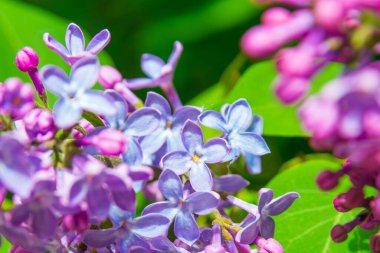 Bahar leylağı çiçekli dal. Rusya, Saint Petersburg