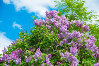 Bahar leylağı çiçekli dal. Rusya, Saint Petersburg
