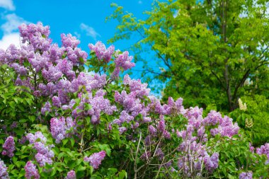 Bahar leylağı çiçekli dal. Rusya, Saint Petersburg