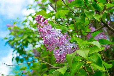 Bahar leylağı çiçekli dal