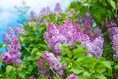 Bahar leylağı çiçekli dal