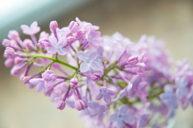 Bahar leylağı çiçekli dal.