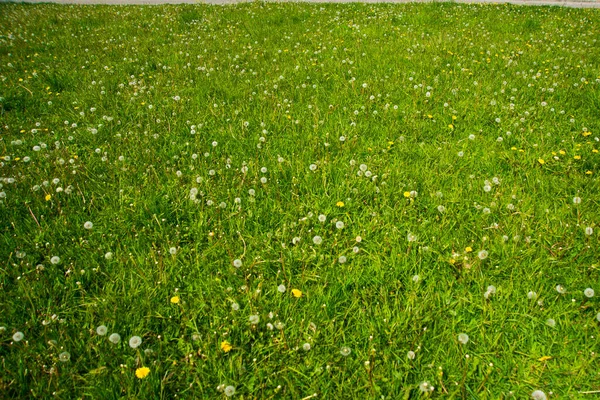 Ryssland Sankt Petersburg Vacker Vit Maskros Blomma Grön Gräs Bakgrund — Stockfoto