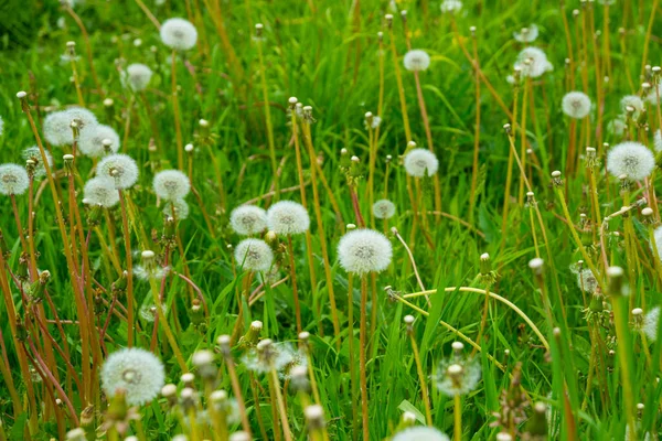 Russie Saint Pétersbourg Belle Fleur Pissenlit Blanche Sur Fond Herbe — Photo