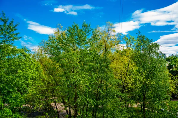 Rusya Saint Petersburg Park Taki Güzel Yaz Manzarası — Stok fotoğraf