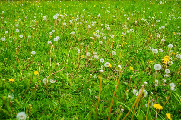 Russie Saint Pétersbourg Belle Fleur Pissenlit Blanche Sur Fond Herbe — Photo