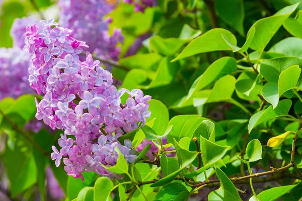 Branch Spring Lilac Flowers Russia Saint Petersburg — Stock Photo, Image