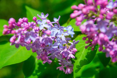 Bahar leylağı çiçekli dal