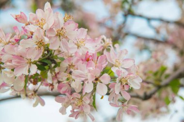 İlkbaharda sarkan pembe elma ağacı tomurcukları ve çiçekleri. Rusya, Saint Petersburg