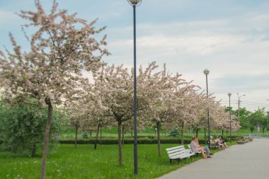 Elma ağacı yazın parkta çiçek açıyor. İlkbaharda sarkan pembe elma ağacı tomurcukları ve çiçekleri. Rusya, Saint Petersburg