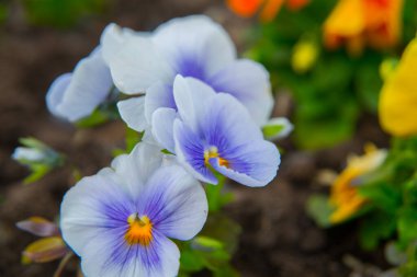 Güzel Pansy çiçeği yazın kapanıyor. Rusya, Saint Petersburg