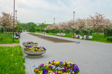 Elma ağacı yazın parkta çiçek açıyor. İlkbaharda sarkan pembe elma ağacı tomurcukları ve çiçekleri. Rusya, Saint Petersburg