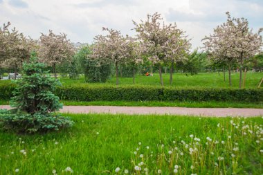 Elma ağacı yazın parkta çiçek açıyor. İlkbaharda sarkan pembe elma ağacı tomurcukları ve çiçekleri. Rusya, Saint Petersburg