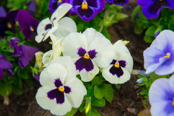 Bela Flor Pansy Fechar Verão Rússia São Petersburgo — Fotografia de Stock