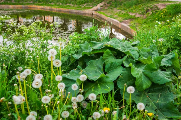 ロシア サンクトペテルブルク 公園の美しい夏の風景の眺め — ストック写真