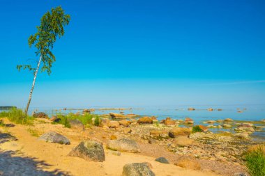 Finlandiya Körfezi manzaralı bir peyzaj. Saint Petersburg, Rusya.