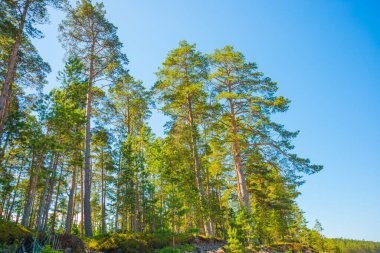 Finlandiya Körfezi manzaralı bir peyzaj. Saint Petersburg, Rusya.