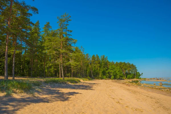 Beautiful Landscape Pine Forest Shore Gulf Finland Saint Petersburg Russia — Stock Photo, Image