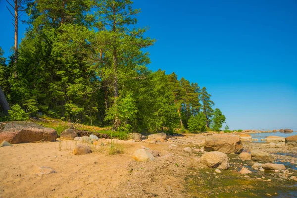 Prachtig Landschap Een Dennenbos Aan Kust Van Finse Golf Sint — Stockfoto