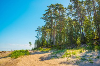 Finlandiya Körfezi manzaralı bir peyzaj. Saint Petersburg, Rusya.