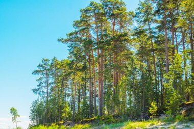 Finlandiya Körfezi kıyısındaki bir çam ormanının güzel manzarası. Saint Petersburg, Rusya.