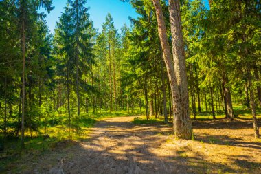 Finlandiya Körfezi yakınlarındaki bir çam ormanının manzarası. Saint Petersburg, Rusya.