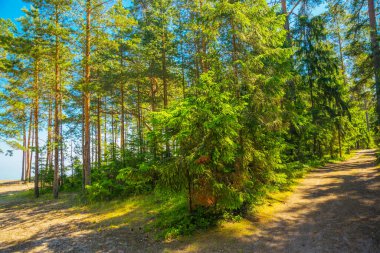 Finlandiya Körfezi yakınlarındaki bir çam ormanının manzarası. Saint Petersburg, Rusya.