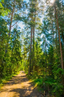 Finlandiya Körfezi yakınlarındaki bir çam ormanının manzarası. Saint Petersburg, Rusya.