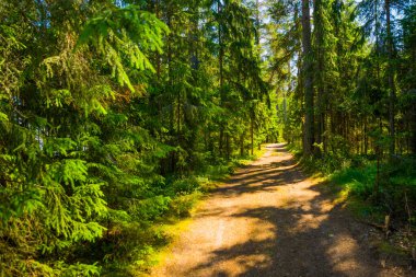 Finlandiya Körfezi yakınlarındaki bir çam ormanının manzarası. Saint Petersburg, Rusya.