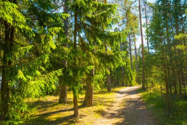 Finlandiya Körfezi yakınlarındaki bir çam ormanının manzarası. Saint Petersburg, Rusya.