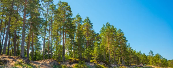 Hermoso Paisaje Bosque Pinos Orillas Del Golfo Finlandia San Petersburgo — Foto de Stock