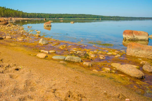 Finlandiya Körfezi Manzaralı Bir Peyzaj Saint Petersburg Rusya — Stok fotoğraf