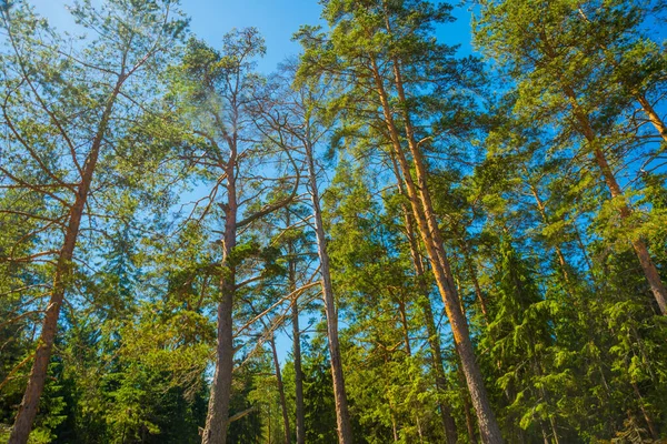 Finlandiya Körfezi Kıyısındaki Bir Çam Ormanının Güzel Manzarası Saint Petersburg — Stok fotoğraf