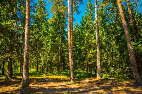 Hermoso Paisaje Bosque Pinos Orillas Del Golfo Finlandia San Petersburgo — Foto de Stock